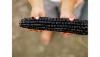 /ext/galleries/november-2012-cover-story-axium-foods-south-beloit-il/full/Suntava-Corn.jpg