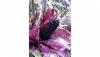 /ext/galleries/november-2012-cover-story-axium-foods-south-beloit-il/full/Suntava-Purple-Corn-1.jpg