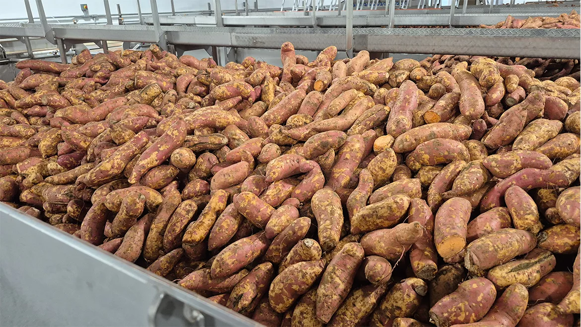 Js taterpile