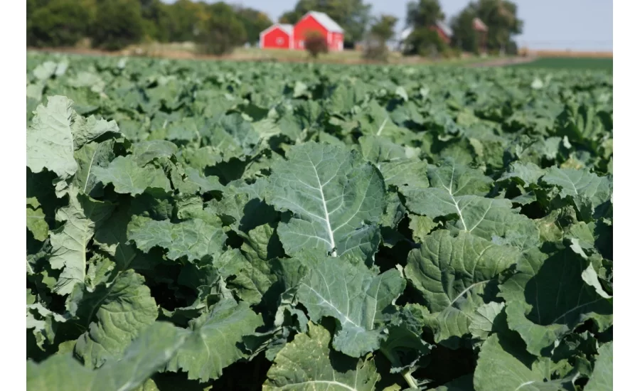 Van-Drunen---Organic-Kale.jpg