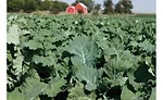 Van-Drunen---Organic-Kale.jpg