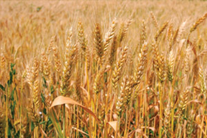 Grain growing in field