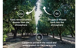 Reframing food waste: Tackling the big picture with almonds
