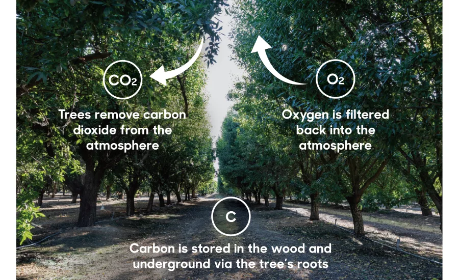 Reframing food waste: Tackling the big picture with almonds