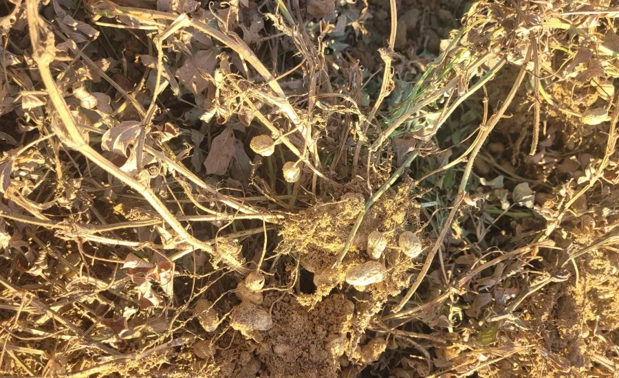 Learning about peanuts: two days in Camilla, GA