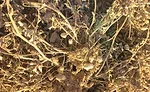 Learning about peanuts: two days in Camilla, GA