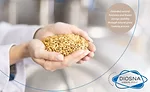 Benefits of cooked grains in baked goods