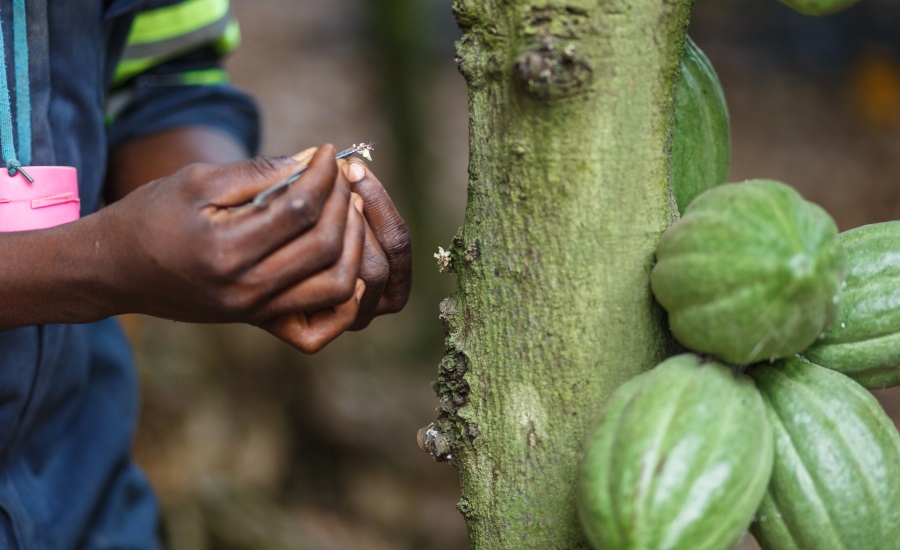 Report: Sustainability initiatives will fail until companies pay more for cocoa