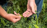 Merit Functional Foods introduces pea protein ingredient