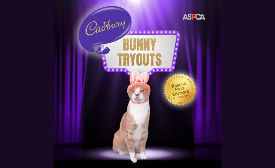 Cadbury selects a cat as the winner of the 5th Annual Bunny Tryouts