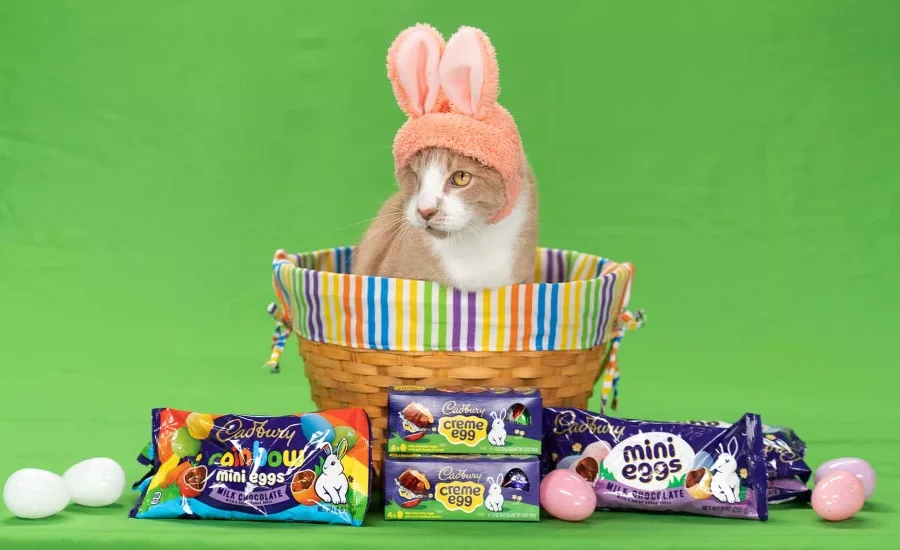 Cadbury selects a cat as the winner of the 5th Annual Bunny Tryouts