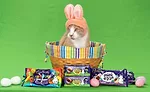 Cadbury selects a cat as the winner of the 5th Annual Bunny Tryouts
