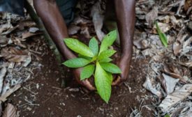 Barry Callebaut, Nestlé collaborate on large scale agroforestry project in Côte d’Ivoire