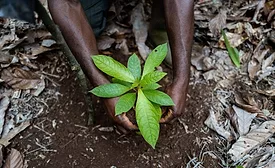 Barry Callebaut, Nestlé collaborate on large scale agroforestry project in Côte d’Ivoire