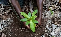 Barry Callebaut, Nestlé collaborate on large scale agroforestry project in Côte d’Ivoire
