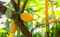 cacaofruit