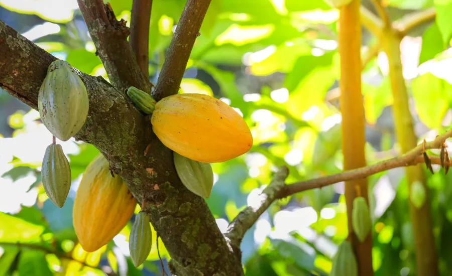 cacaofruit