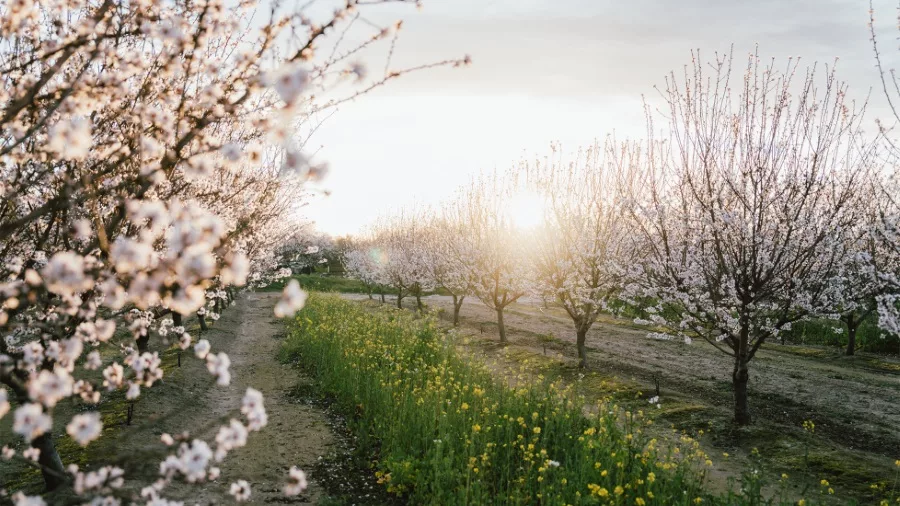 General Mills debuts initiatives to protect the planet and support farmers