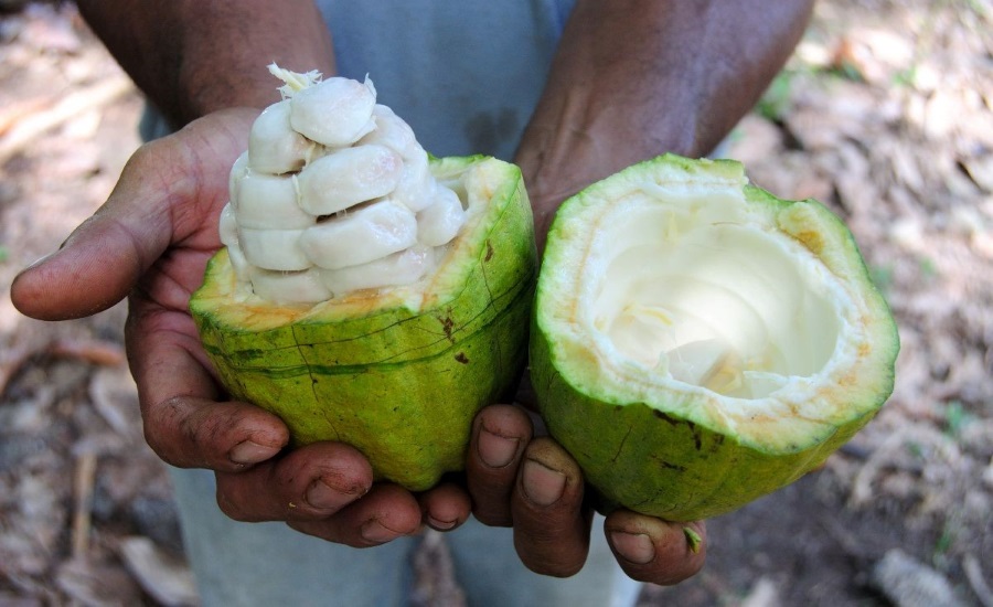 Barry Callebaut reports key findings of cocoa farming in Côte d'Ivoire