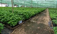 Barry Callebaut sharpens sustainability targets Barry Callebaut sharpens sustainability targets