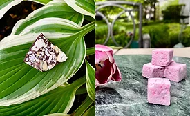 Bell Flavors & Fragrances Sweets & Snacks Expo 2023 flavors