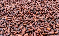 Fairtrade cocoa cooperatives program supports child labor prevention, remediation efforts