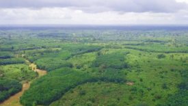 Restoring forests and empowering communities in Côte d'Ivoire's cocoa industry
