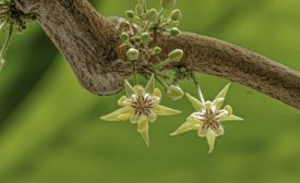 Pollinating cocoa crops: a behind-the-scenes look at a human pollinator's job