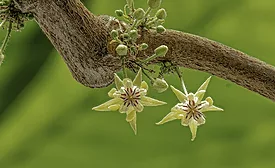 Pollinating cocoa crops: a behind-the-scenes look at a human pollinator's job