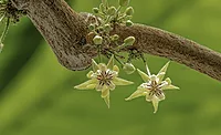 Pollinating cocoa crops: a behind-the-scenes look at a human pollinator's job Pollinating cocoa crops: a behind-the-scenes look at a human pollinator's job