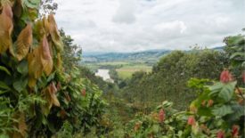 Cocoa & Forests Initiative 2.0: Companies recommit to tackle deforestation
