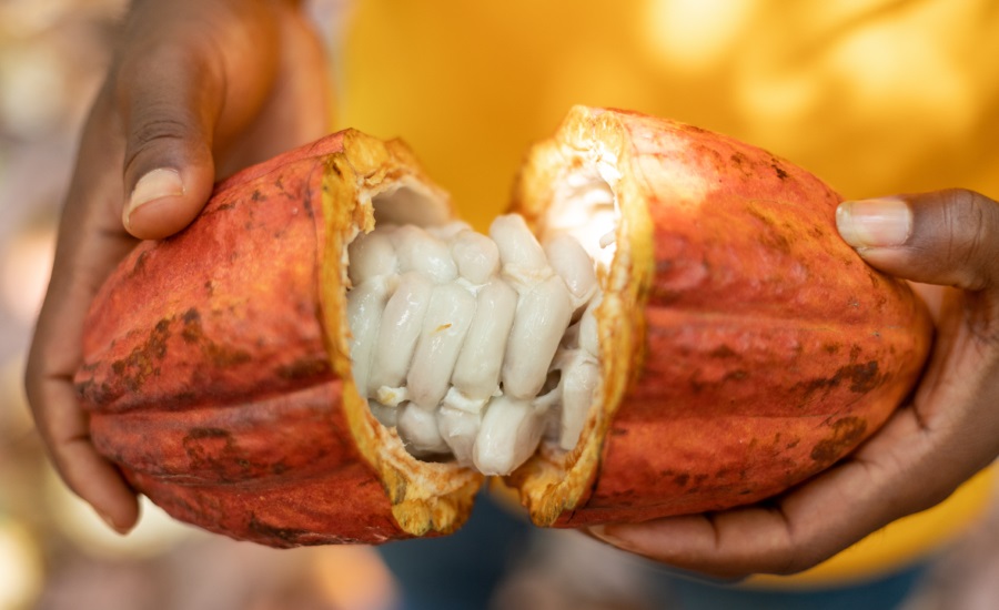 Koa launches Africa's largest cocoa fruit factory in Ghana