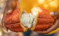 Koa launches Africa's largest cocoa fruit factory in Ghana