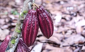 Four Colombian chocolate brands to showcase products at NorthWest Chocolate Festival