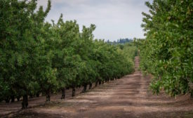 California almond acreage decreases for second year in a row