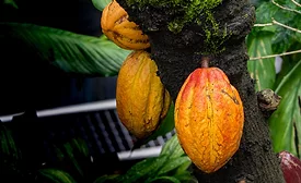 cacaofruit generic image