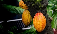cacaofruit generic image