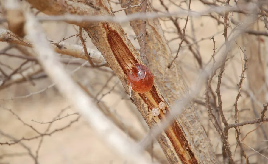 Acacia gum boosts biscuit 'nutri-score,' says Alland & Robert