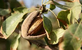 Mattson, Almond Board of California collaborate on upcycling initiative