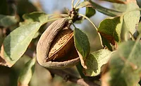 Mattson, Almond Board of California collaborate on upcycling initiative