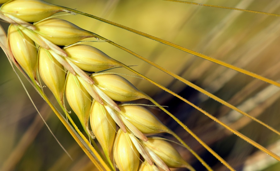 Beneo to debut barley beta-glucans fiber product at IFT FIRST