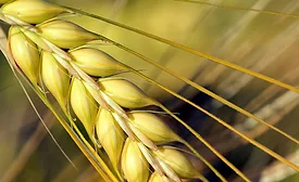 Beneo to debut barley beta-glucans fiber product at IFT FIRST