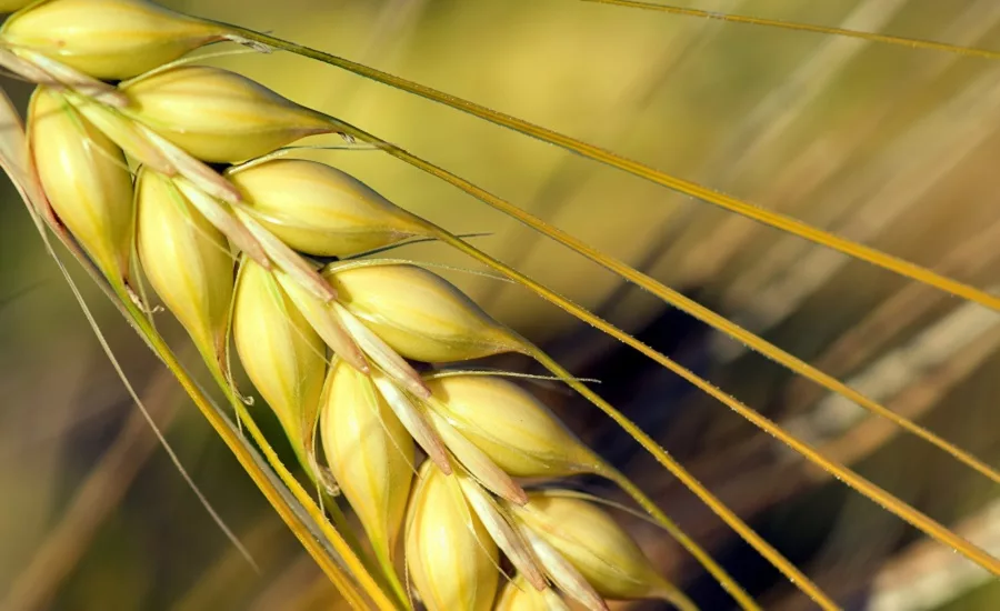Beneo to debut barley beta-glucans fiber product at IFT FIRST