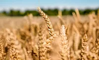 Crespel & Deiters to show off wheat starches and proteins at IFT FIRST