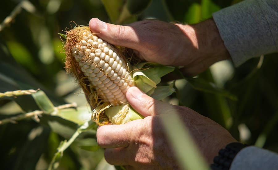 Corn Nuts crop