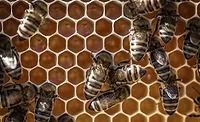 National Honey Board launches Honey Saves Hives awareness initiative