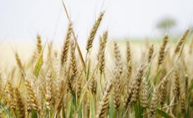Highland Specialty Grains introduces new barley varieties