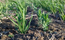 Hippeas forges regenerative agriculture partnership with Avena Foods