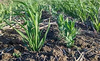Hippeas forges regenerative agriculture partnership with Avena Foods Hippeas forges regenerative agriculture partnership with Avena Foods