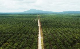 Cargill refineries to offer 100% RSPO-certified palm oil